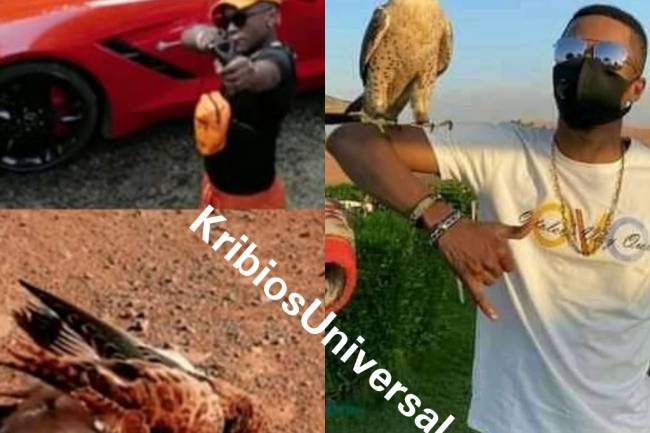 Affaire "Meme": Enfin Gaz Mawete répond à Innoss’B avec un oiseau sur son bras !